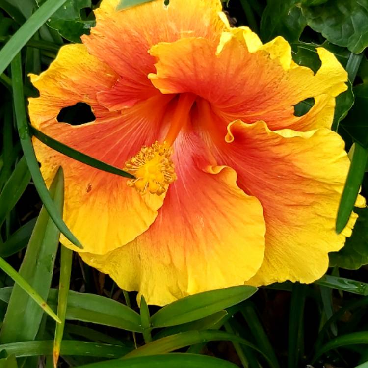 Plant image Hibiscus rosa-sinensis 'Bali Sunset'