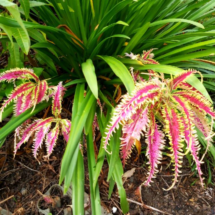plant image 1291795 plant image 1291795