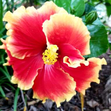 Hibiscus rosa-sinensis 'June's Joy'