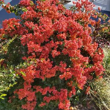 Bougainvillea