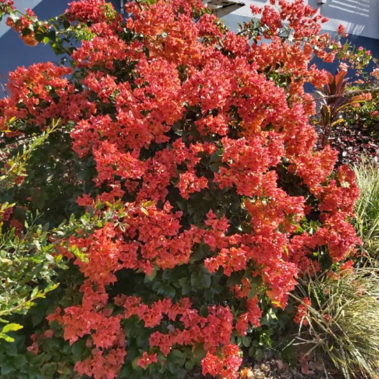 Plant image Bougainvillea