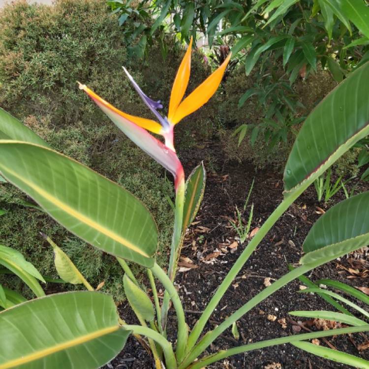 plant image 1300755 plant image 1300755