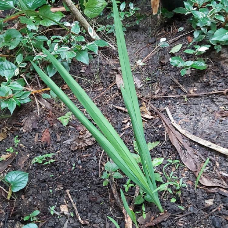Plant image Phaius tankervilliae