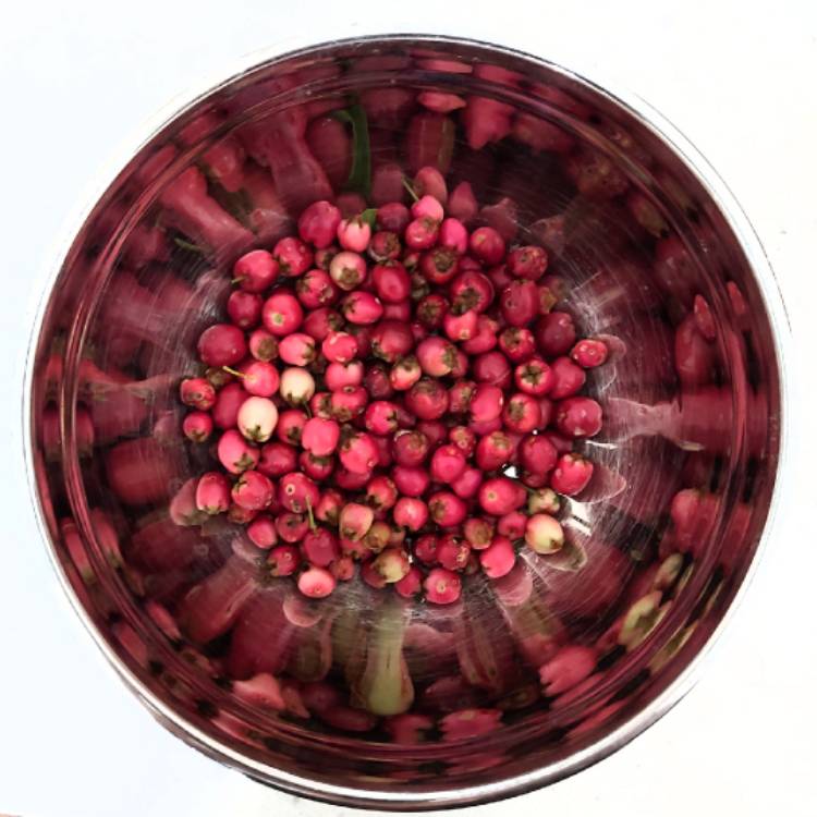 plant image 1306239