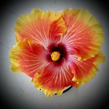 Hibiscus rosa-sinensis 'Georgia's Pearl'