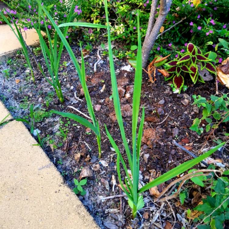 plant image 1319382