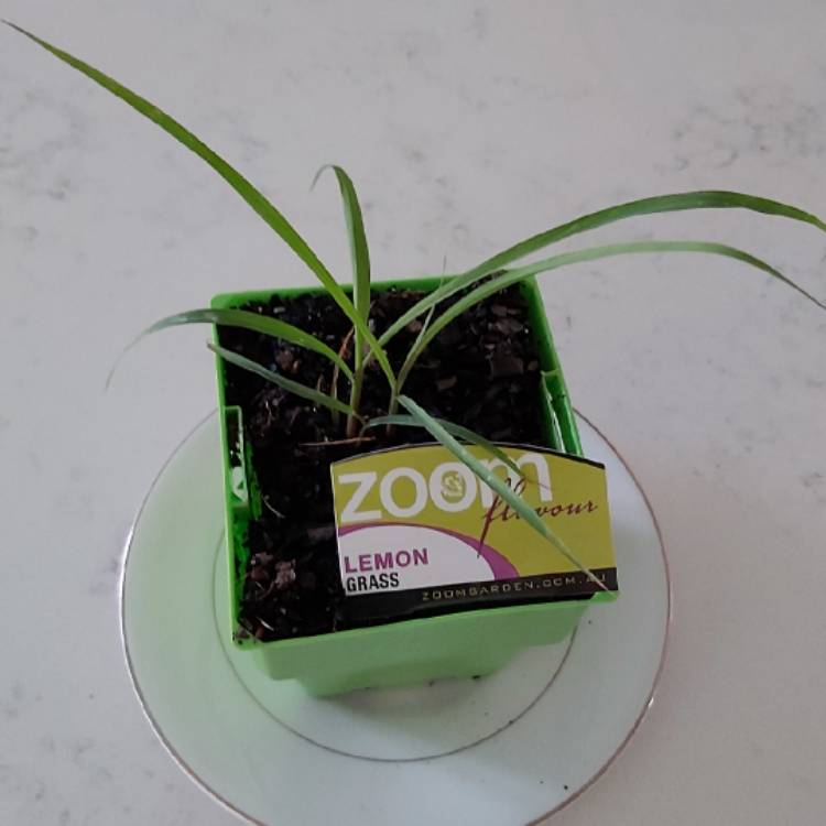 Plant image Cymbopogon citratus