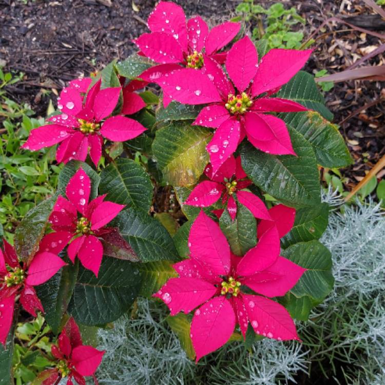 plant image 1326292 plant image 1326292