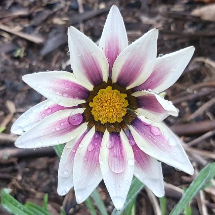 plant image 1326309