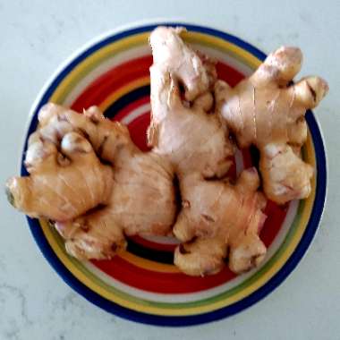 Zingiber officinale