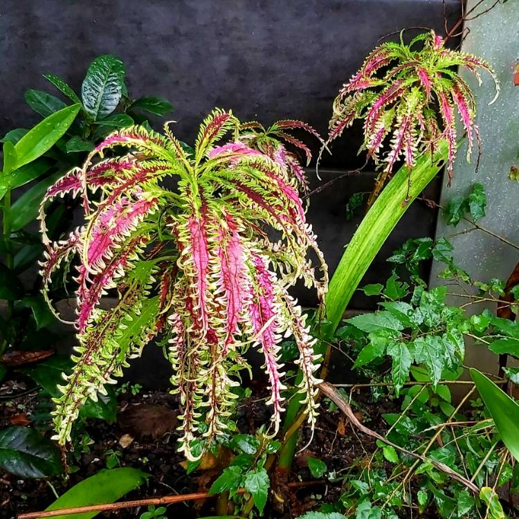 plant image 1328032 plant image 1328032