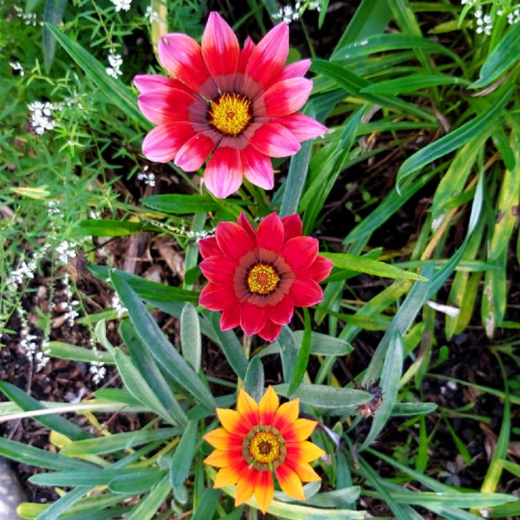 plant image 1328054 plant image 1328054