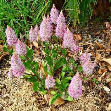 Ptilotus nobilis syn. Pytilotus exaltatus