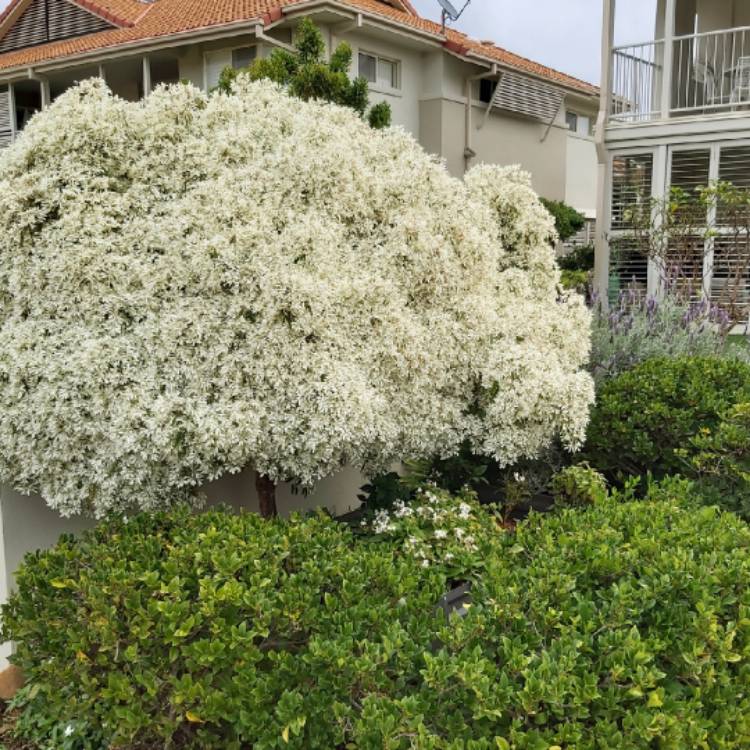 plant image 1330958