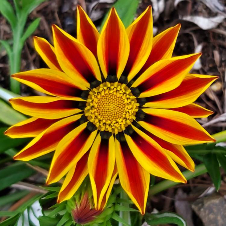 Plant image Gazania 'Daybreak Red Striped'