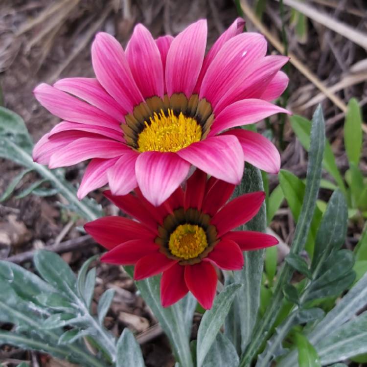 Plant image Gazania rigens 'Purple'