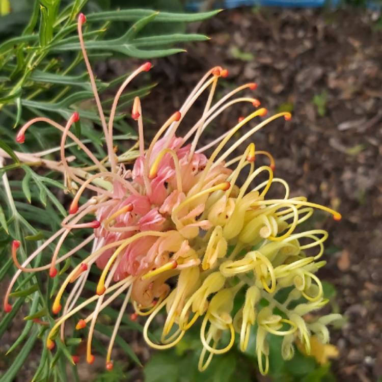 plant image 1333569 plant image 1333569