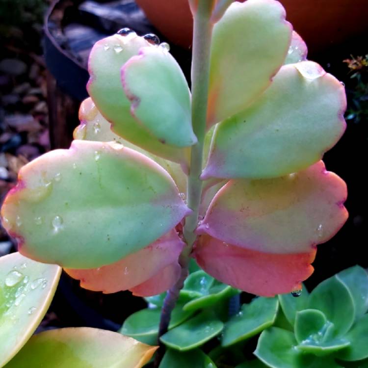 plant image 1336173