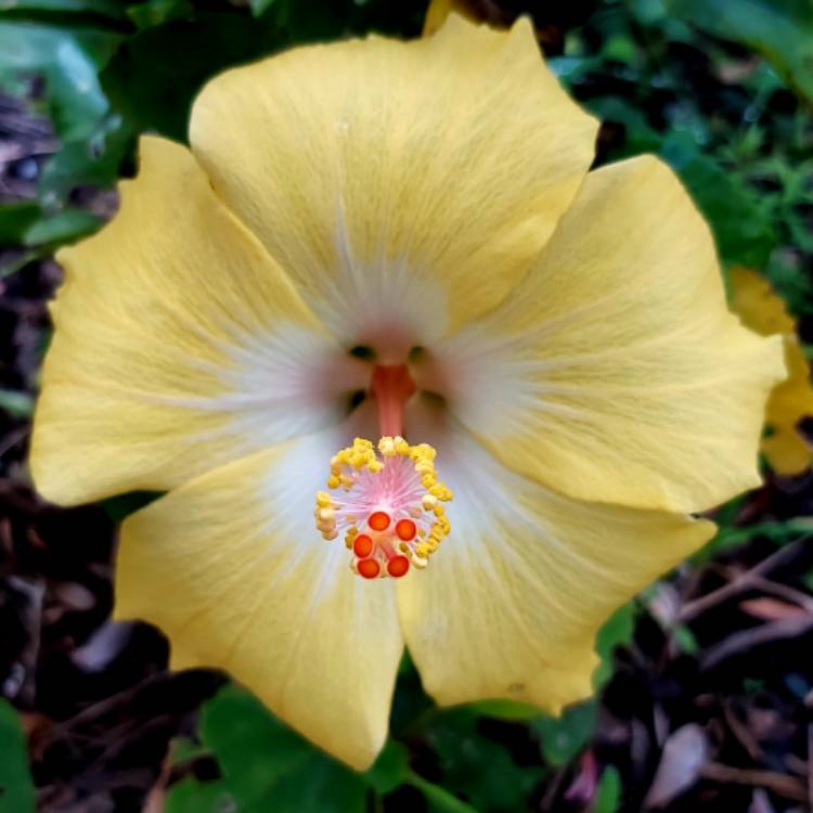 Plant image Hibiscus rosa-sinensis 'Bonaire Wind'