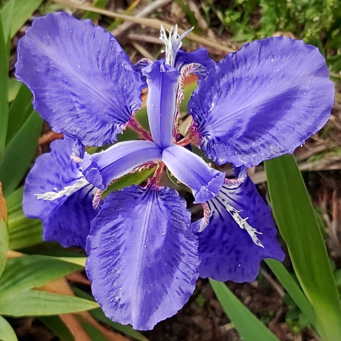 plant image 1350752 plant image 1350752