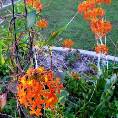 Epidendrum ibaguense