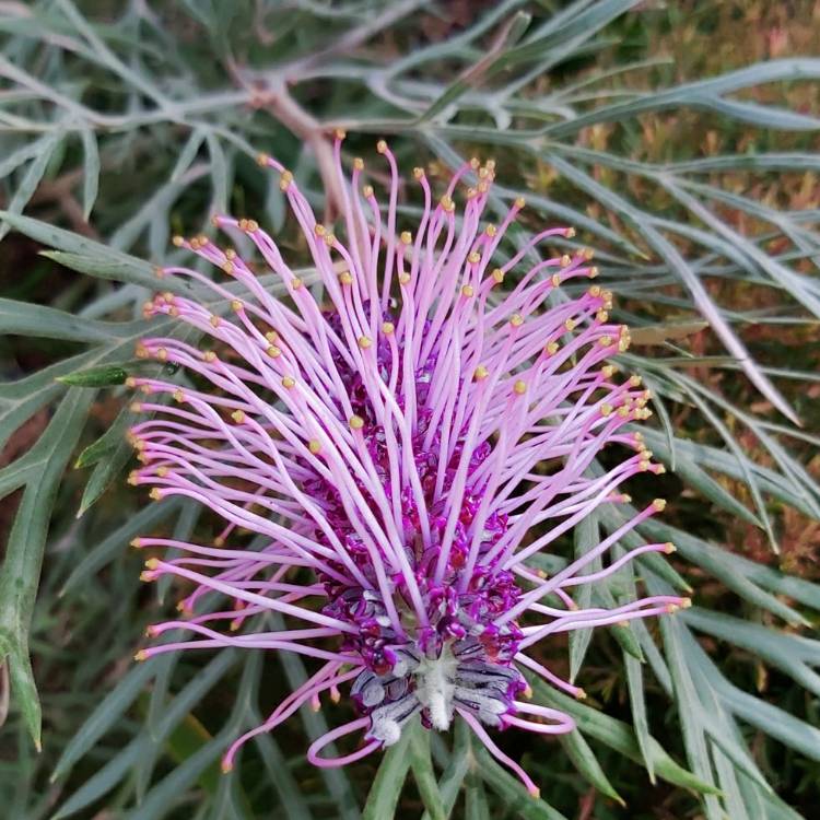 plant image 1359739 plant image 1359739