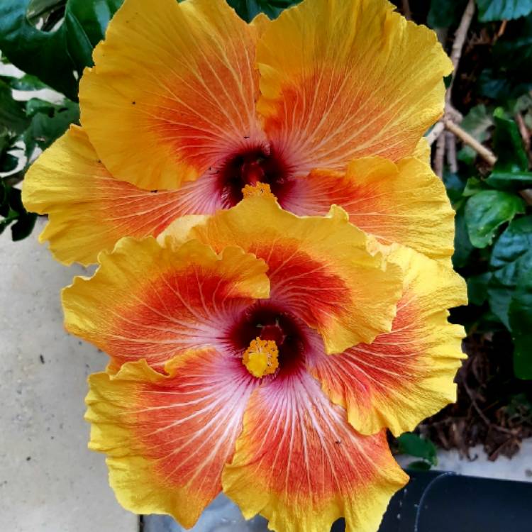 plant image 1359740 plant image 1359740