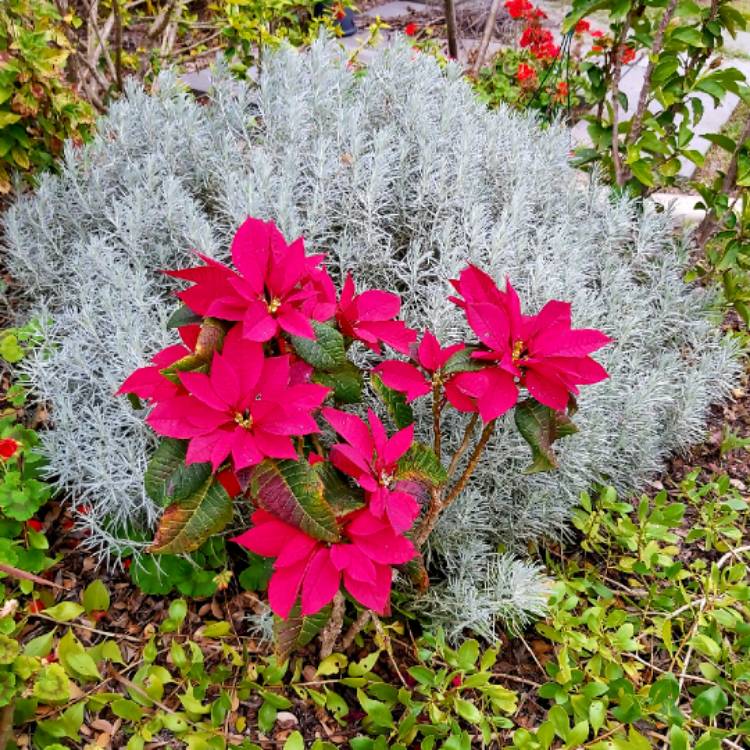 plant image 1368364 plant image 1368364