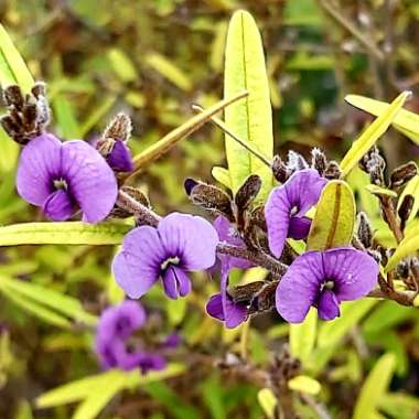 Hardenbergia violacea 'Happy Wanderer'