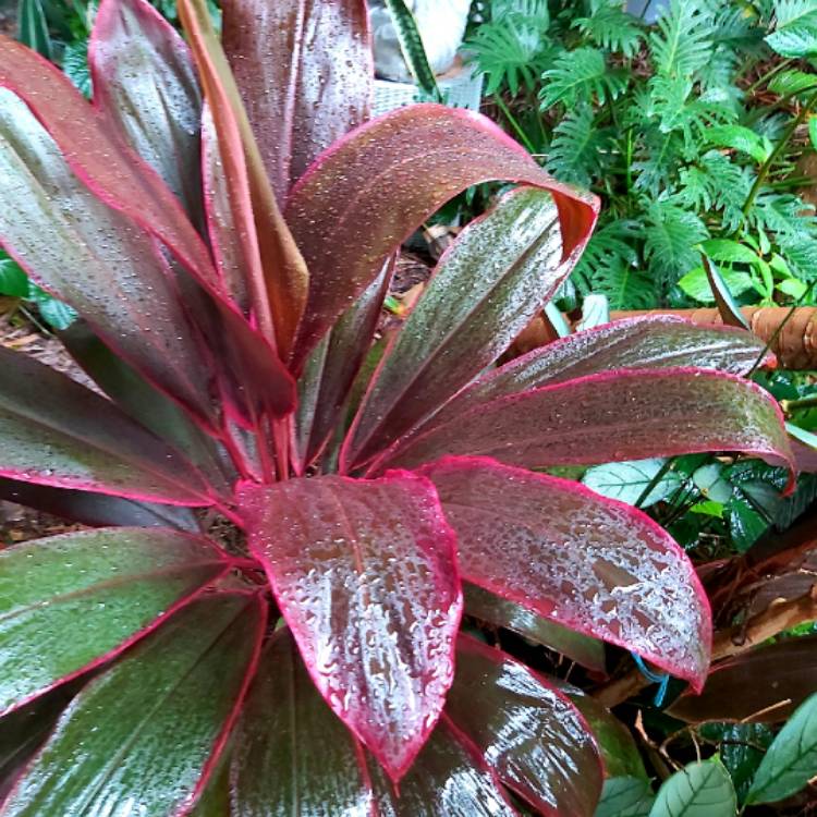 plant image 1370561