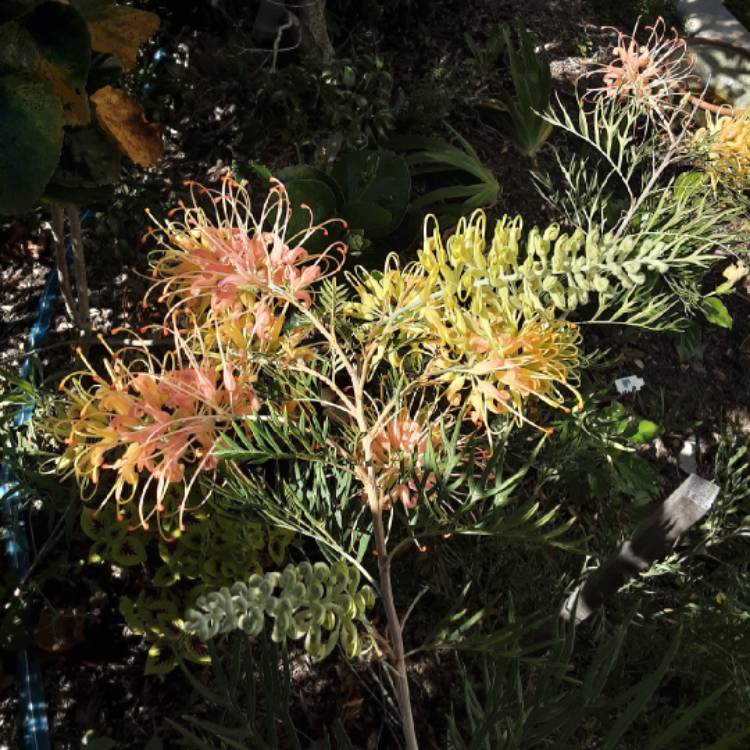plant image 1377368 plant image 1377368