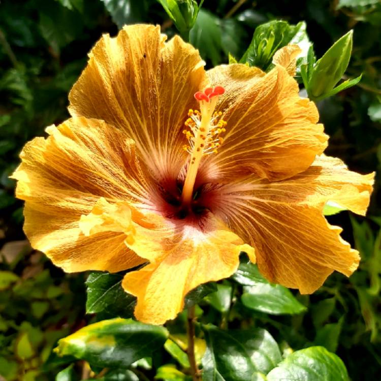 plant image 1398951 plant image 1398951