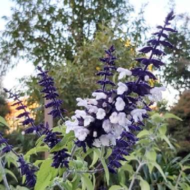 Salvia 'Megan's Magic'
