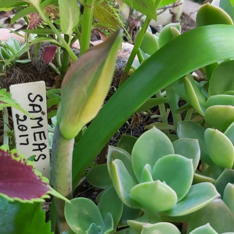 plant image 1404476