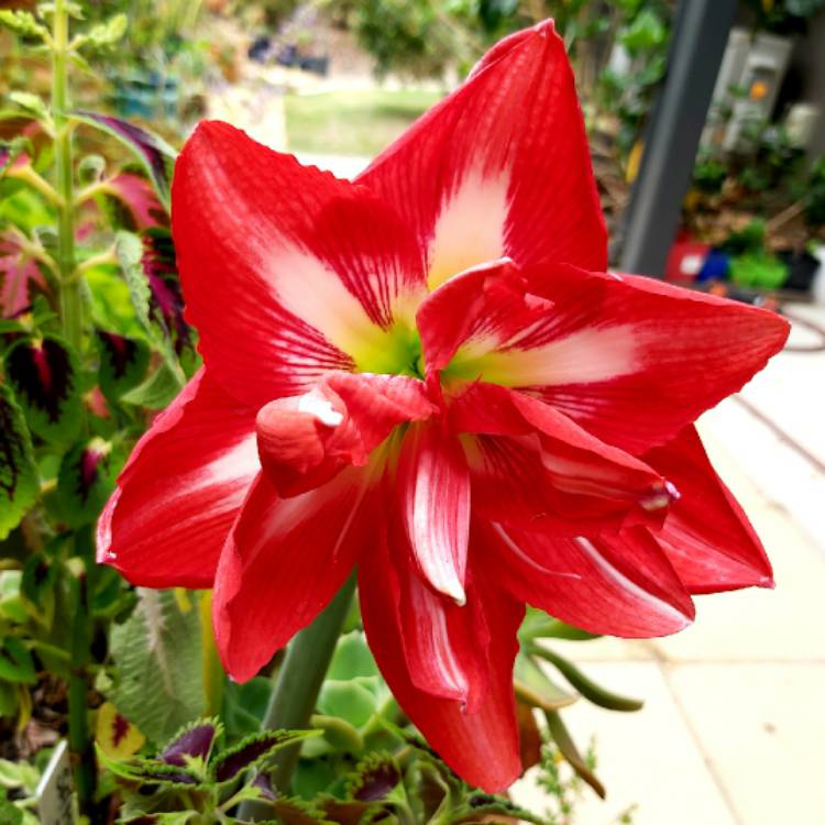 plant image 1408447