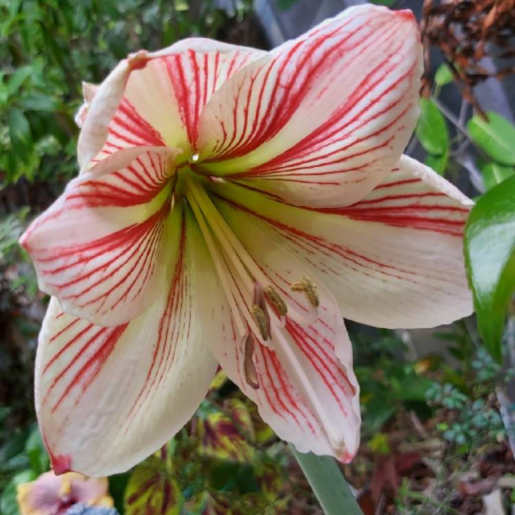 Plant image Hippeastrum 'Beau Geste'