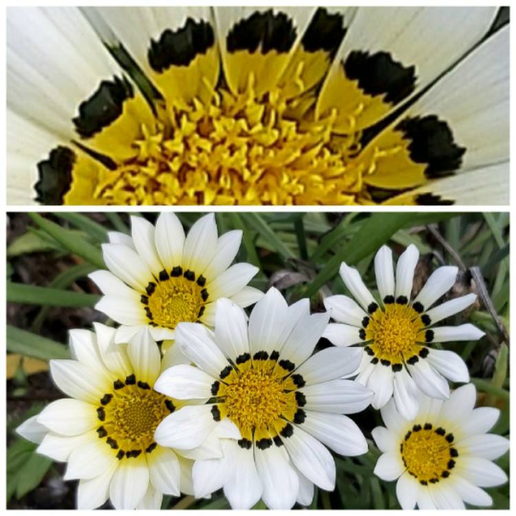 Plant image Gazania rigens 'New Day'