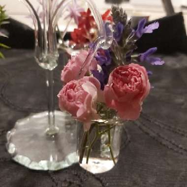 Annette's garden