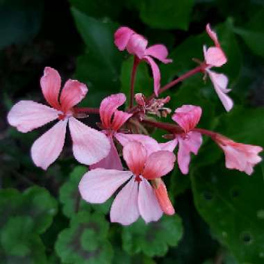 Annette's garden