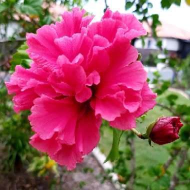 Annette's garden