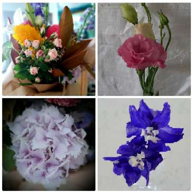 Annette's garden