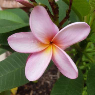 Plumeria Rubra 'Darwin Blues'
