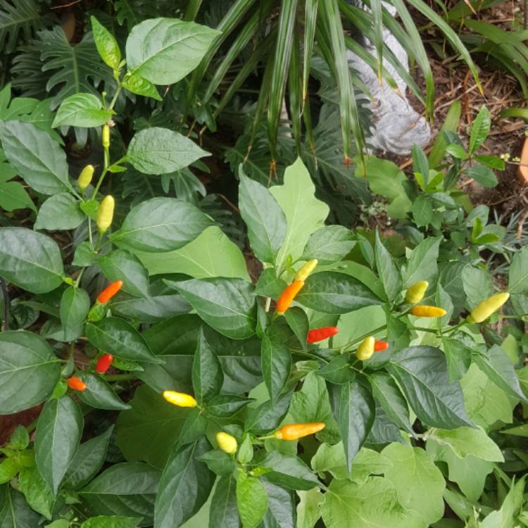 plant image 608354 plant image 608354