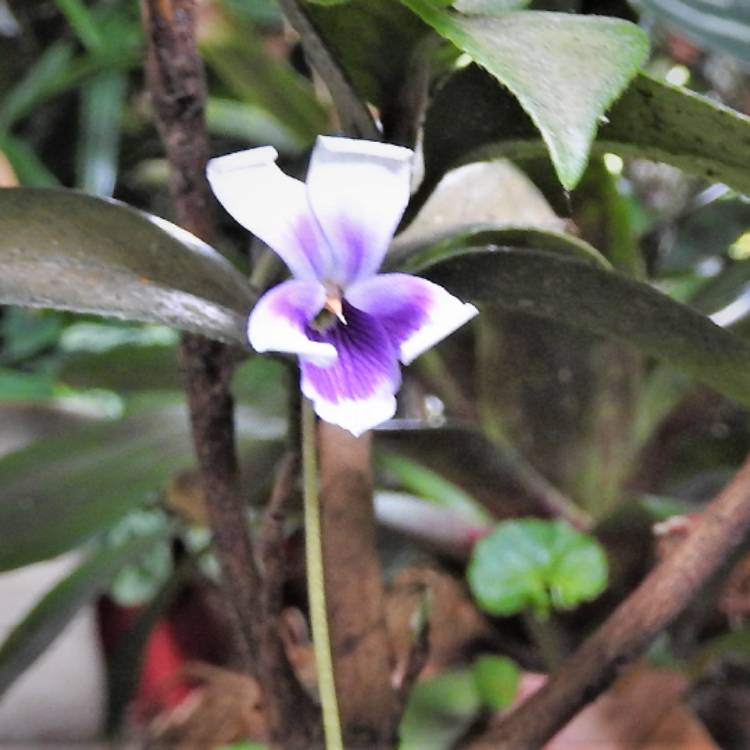 plant image 610656