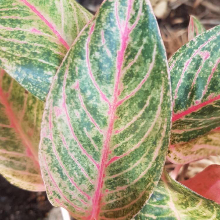 Plant image Aglaonema 'Red Petite'