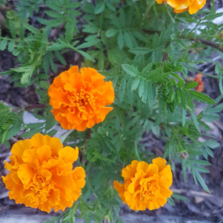 plant image 615562 plant image 615562