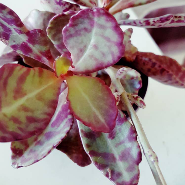 plant image 634470 plant image 634470