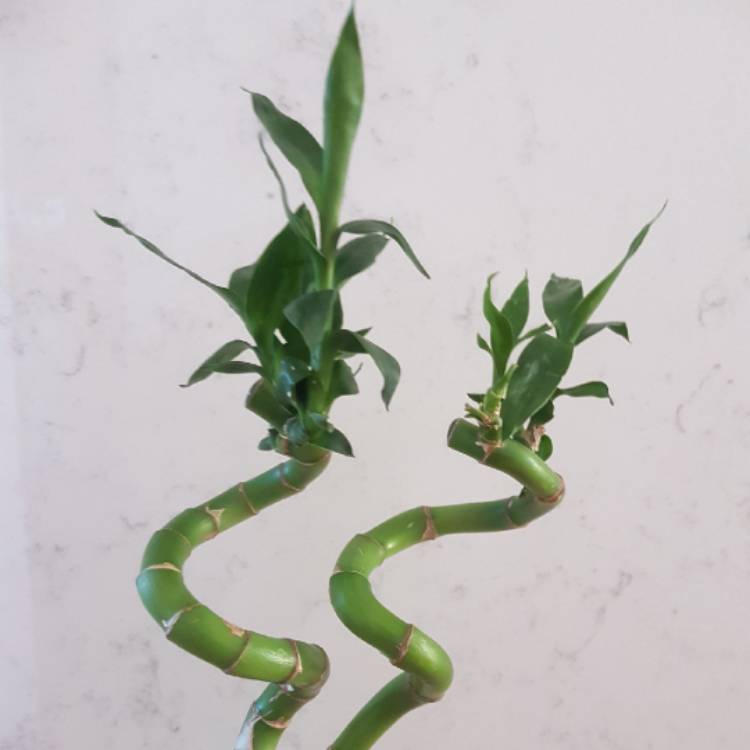 plant image 636123