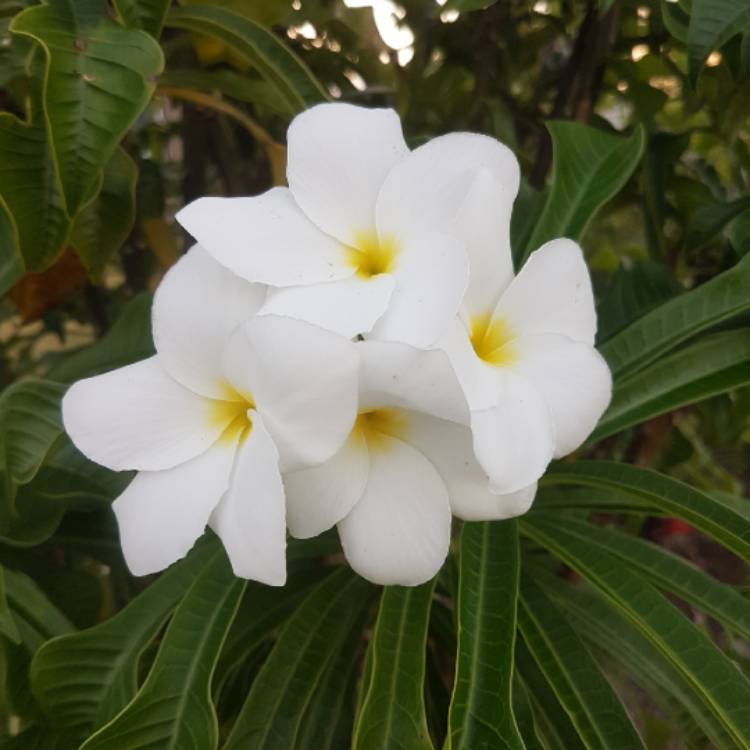 plant image 660906