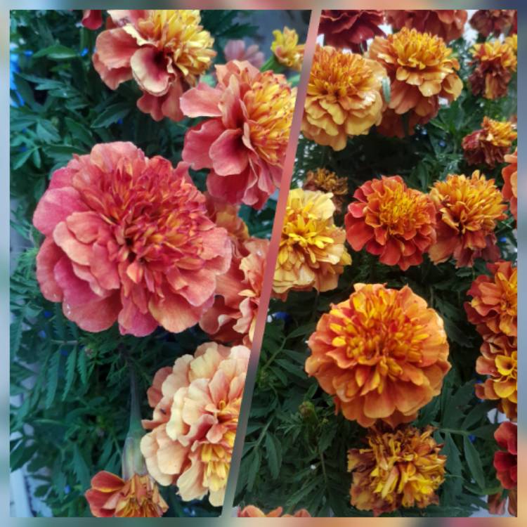 Plant image Tagetes patula 'Strawberry Blonde'